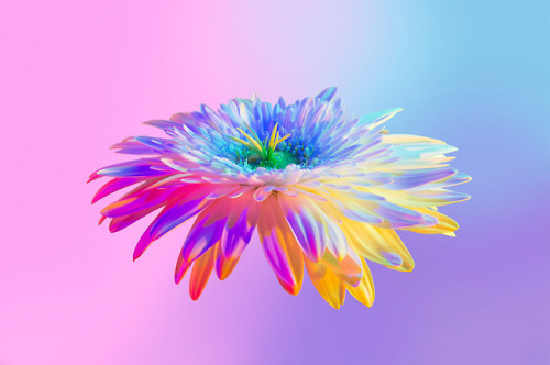 escapekit:  Neon Flowers Paris-based designer Claire Boscher shares beautiful images of neon flowers as part of photographic research she did on the theme of colourful flowers for a collaboration with Huawei. Claire chose to worked only with white flowers