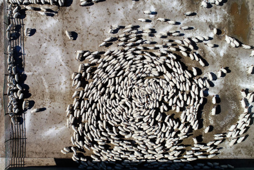 killing-the-prophet - A drone photo shows a flock of lambs and...