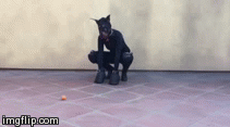 star-pup:  pupsiris:  Wroof! New squeaky orange ball! *wags*  Adorable!