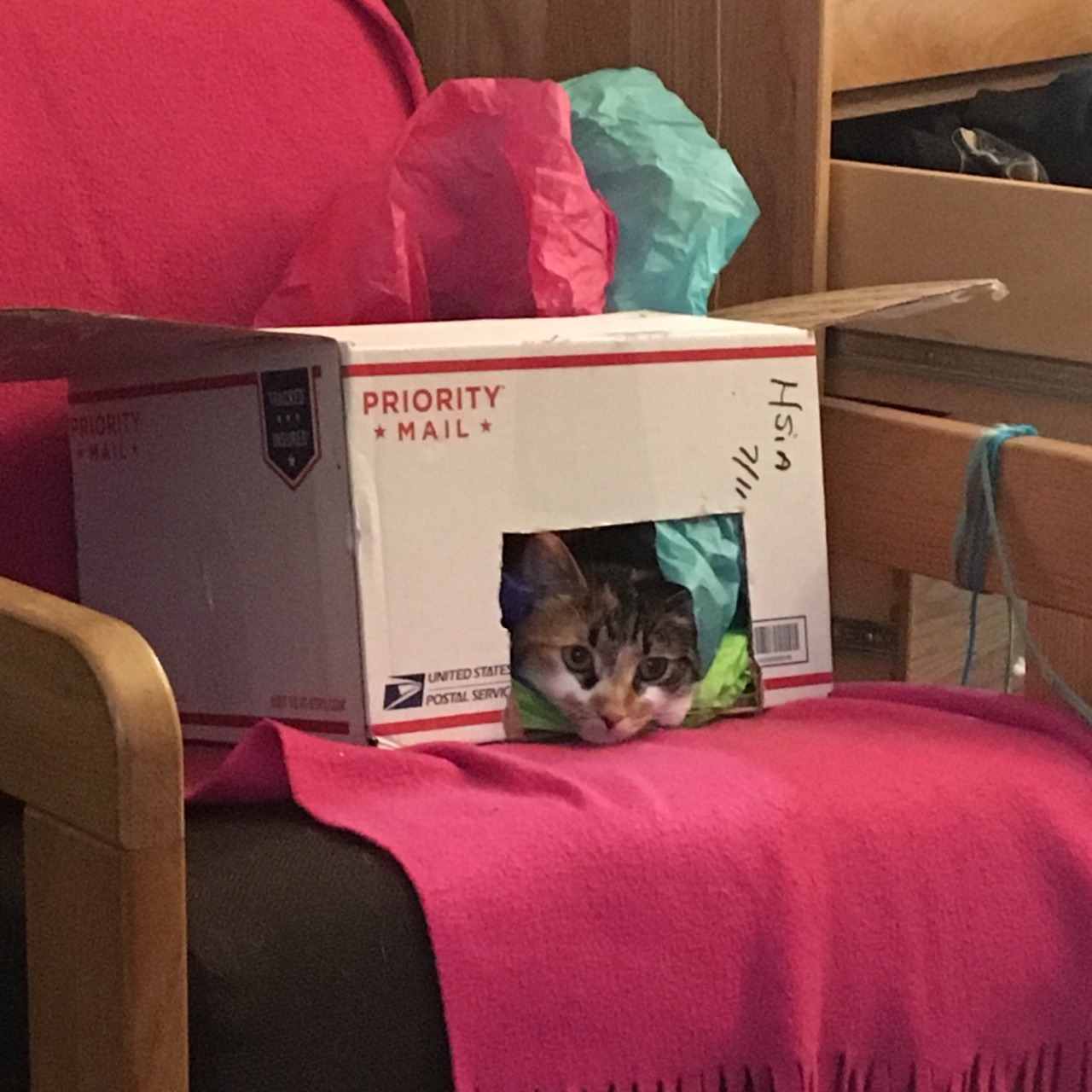 penicillium-pusher: penicillium-pusher:   Naomi loves laying in boxes, but she was