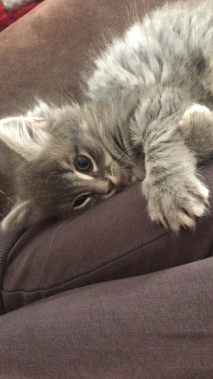 universeofmadness:How cute is my new kitten? We named her Rosie! Absolutely love her