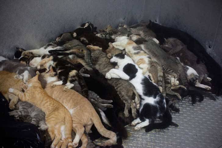 hola-me-llamo-blanka:  shintanohitomi:  Cada día miles de animales en el mundo mueren