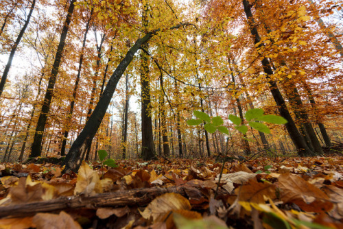 Dürrlewang im Herbst by Martin Fellmann