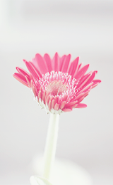 ryeou:  (photography by happypastel~) 