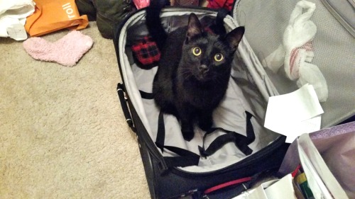 Happy Black Cat Appreciation Day! Jaspers was, as usual, helping me pack. (submtited by pumpkin