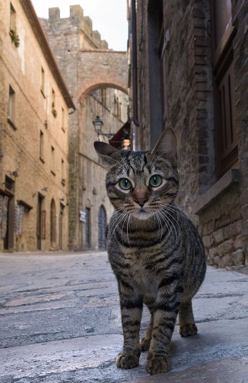 ollebosse:    Alley Cat, Florence,Tuscany  