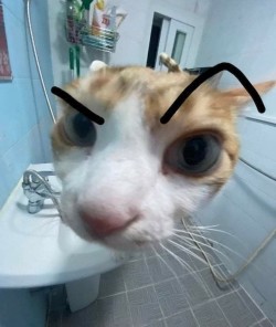 catasters: