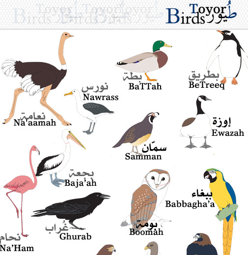 Learn Arabic — Bird طائر Taa'ir, (pl.)طيور Toyor. Small...