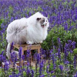 catsofinstagram:  From @sweetheartragdoll: “🌞Sunshine shouted: Look at my hair to know the wind direction🌬😹” #catsofinstagram #twitterweek [source: https://ift.tt/2JR7SR0 ]