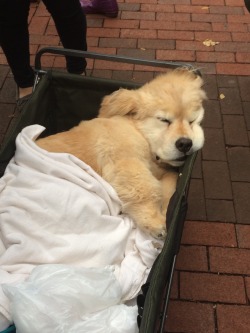 henrycavills:My school always brings a bunch of therapy dogs on campus during midterms to cheer people up and look at this lil guy that was on the diag today