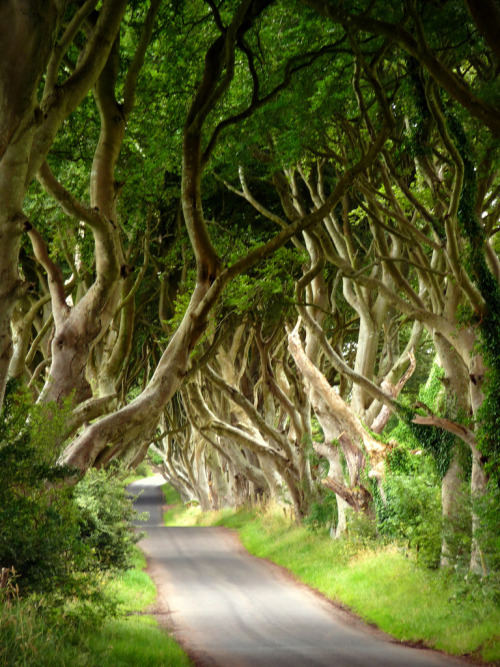 4nimalparty:  Dark hedges (by weemush) 