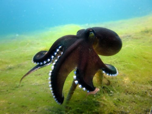 Octopus marginatus (?)