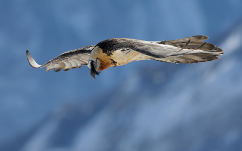 ainawgsd:Bearded VultureBearded vultures have reddish yellow or white plumage on the head and breast