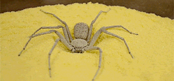 larvitarr: Six-Eyed Sand Spider Burying Herself (x) 