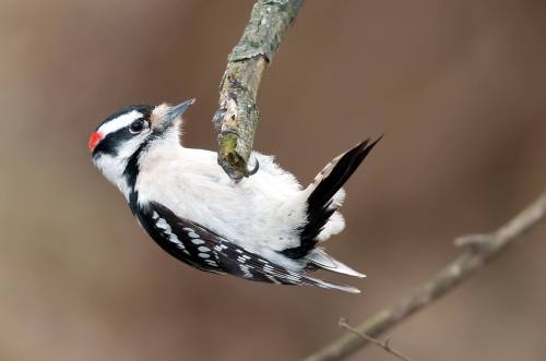 Burly beefcake or piece of cake?Contrary to popular thought, woodpeckers don’t just drum trees in se