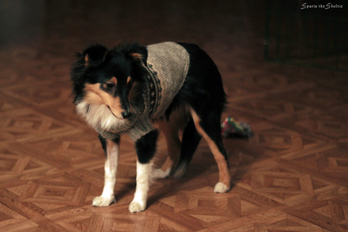 spartathesheltie:“Shelties don’t wear jumpers, mom.”