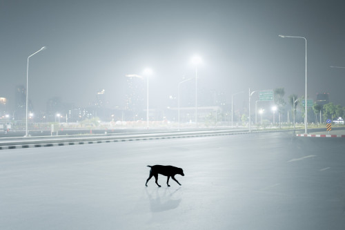 nevver:Black dog, Audsadang Satsadee