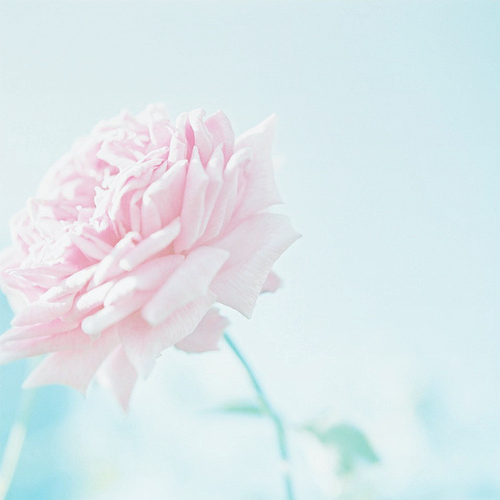 ryeou:  ５２６ (by kajico**) 