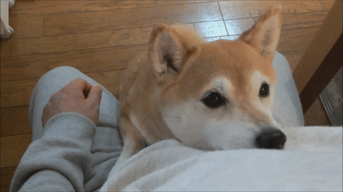 asspostate:  prax-ian:  me trying to explain my hyperfixations to people who have literally no interest in my hyperfixations whatsoever   me listening to people talk about their entirely unfamiliar hyperfixations because I love it when people get excited