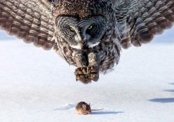    The shots were captured by photographer Tom Samuelson, along the Lake Superior shoreline in Minnesota, U.S. This incredible sequence of photographs has captured the deadly moment a great grey owl swoops down. wings spread and talons outstretched, on