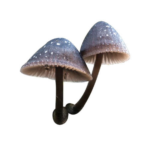 npcdeath:Fungi by Alison Pouliot