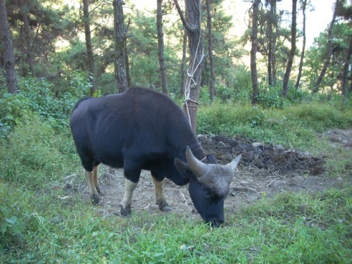 My new travel essay “Beasts of the Northern Mountains” can be read at:https://maptia.com/edithmirant