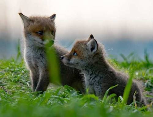 everythingfox - Fox kits