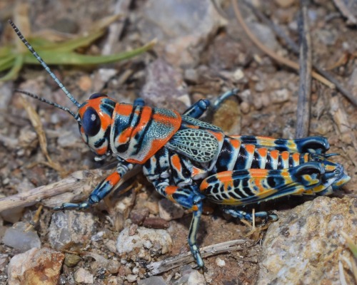 Dactylotum Bicolor, The Rainbow Grasshopper. Southern Arizona, June 2018
