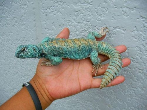 end0skeletal: Uromastyx is a genus of African and Asian agamid lizards, the member species of whic