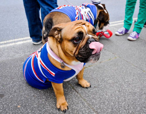 Alice (front) and Hugh, British bulldogs, waiting for the torch relay to pass through Bideford (Olym