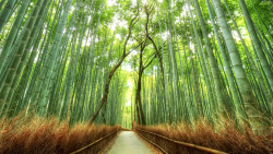 outdoors-photography:  Kyoto Bamboo Forest