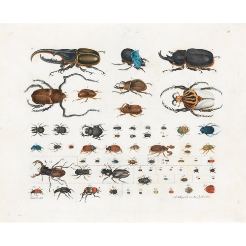 Aloys Zötl (1803 - 1887)Insecte Scarabée, 1848