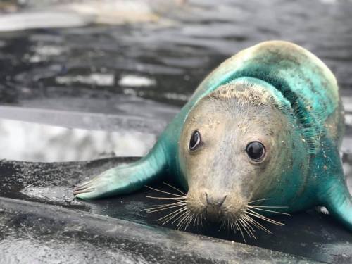 sealrescueireland:Honeysuckle giving us serious   vibes(As a note she is blue due to the antibiotic 