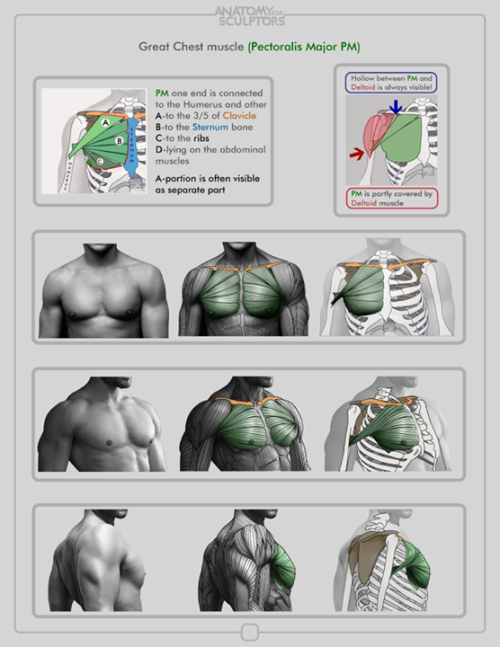 daunt:  eyecager:  Torsos tips from Anatomy for Sculptors I have an Anatomy Intensive class on Torso’s-Front and Back this term so expect a lot of information relating to it being put up.  FANTASTIC anatomy reference! 