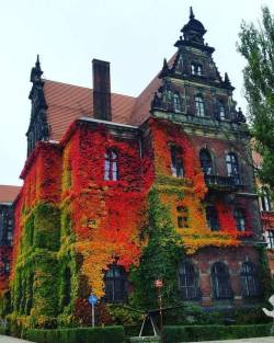 ministryofpeculiaroccurrences:  steampunktendencies: Incredibly couloured ivy on National Museum in Wroclaw, Poland taken by Anna Kowalów. The true beauty of man and nature…