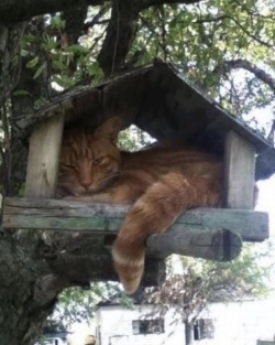 happyheidi:Cats in birdhouses ♡