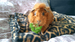 glitterpiggies:  Happy World Animal Day!(4th of October)   Lol piggies!