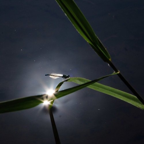 #トンボ #蜻蛉 #イトトンボ #damselfly #dragonfly #cm_dragonfly www.instagram.com/p/CP0Rfw8lREy/?utm_med