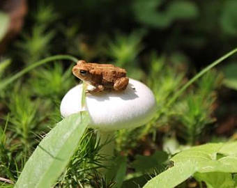 toadprince:Toad on a toadstool moodboard…. yeaaaaaahhhh baby thats exactly where you belong 