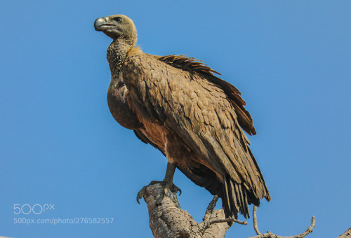 African white-backed vulture by goassaf