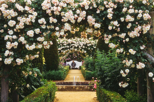 expressions-of-nature:by ukgardenphotosMottisfont Abbey Rose Garden, Hampshire, England