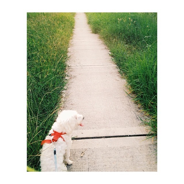 Afternoon runs with my home dog 🐶🐶 #fitspo #perfectweather #runs #fitness