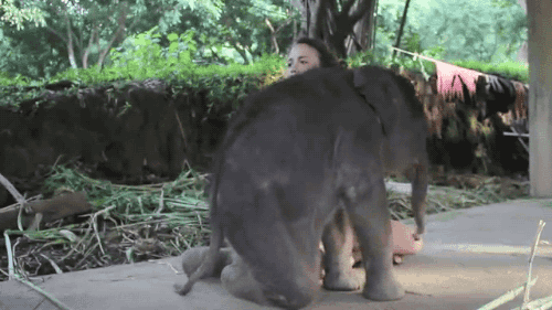 gifsboom:  Video: Baby Elephant Insists on Cuddling with Girl