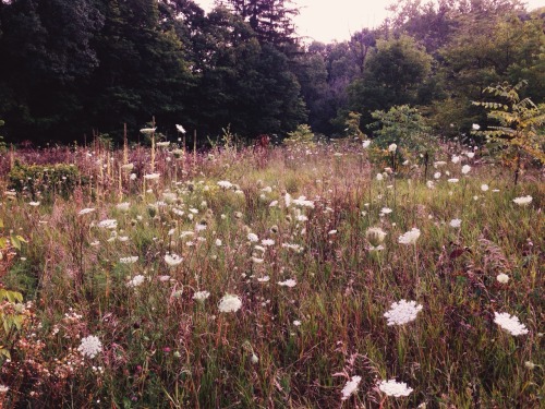 nicolejanelle:  ohhellokelsey:  Some snaps from our picnic in the park last night | processed with VSCOcam  Wow! 