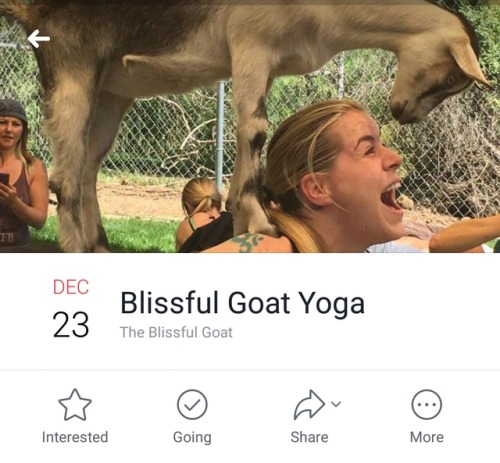 cinnaluna:So I just found out that there’s a place near me that does Goat Yoga? And I don’t know if 