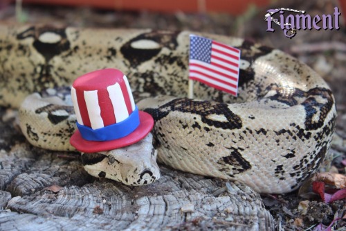 figment-the-boa: For all my American friends, have a safe and happy Fourth of July!!