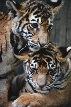 envyavenue:Tiger Cubs