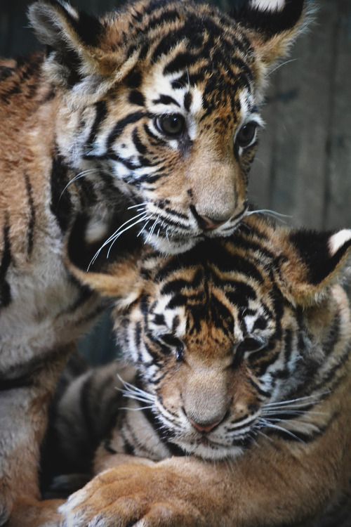 envyavenue:  Tiger Cubs
