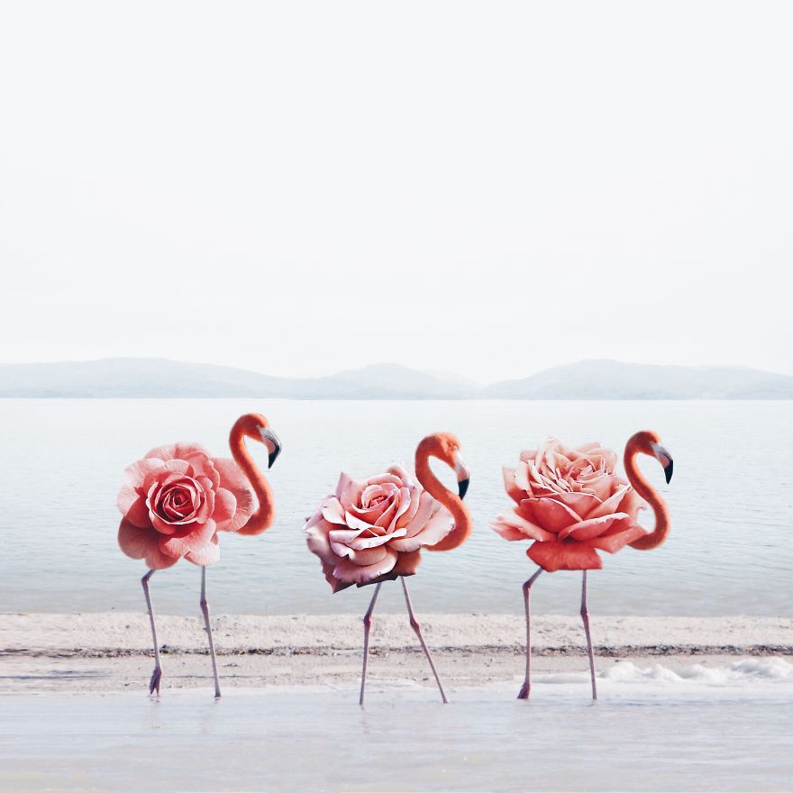 pr1nceshawn:  Surreal Illusions by Luisa Azevedo.