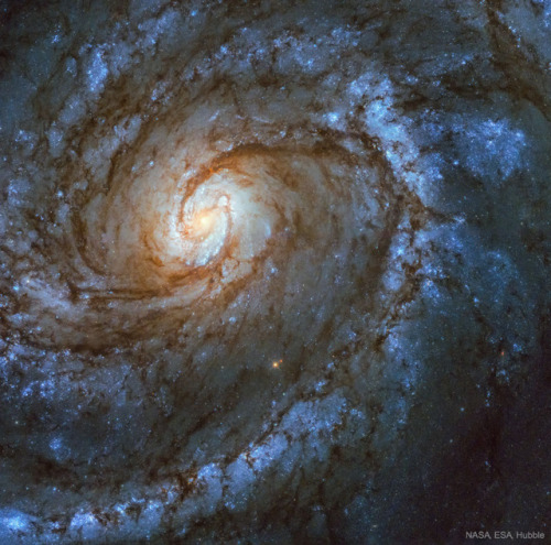 M100: A Grand Design Spiral Galaxy : Majestic on a truly cosmic scale, M100 is appropriately known a